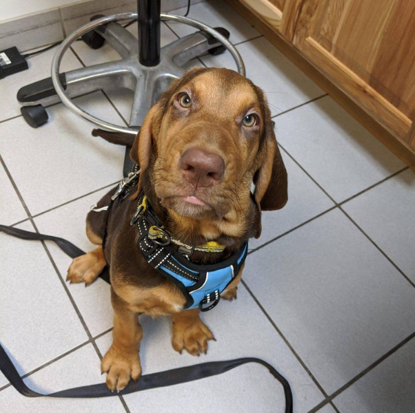 Lane Animal Hospital Gallery Vet Clinic in Chelsea, MI