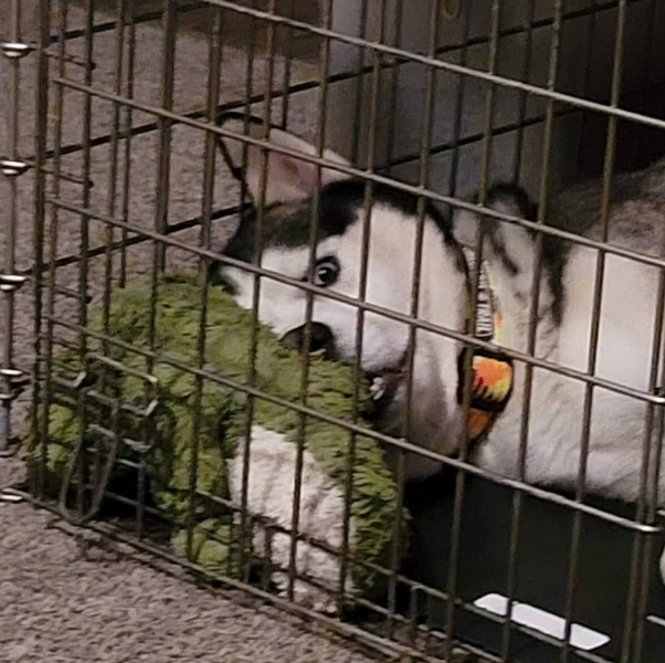 Lane Animal Hospital Gallery Vet Clinic in Chelsea, MI