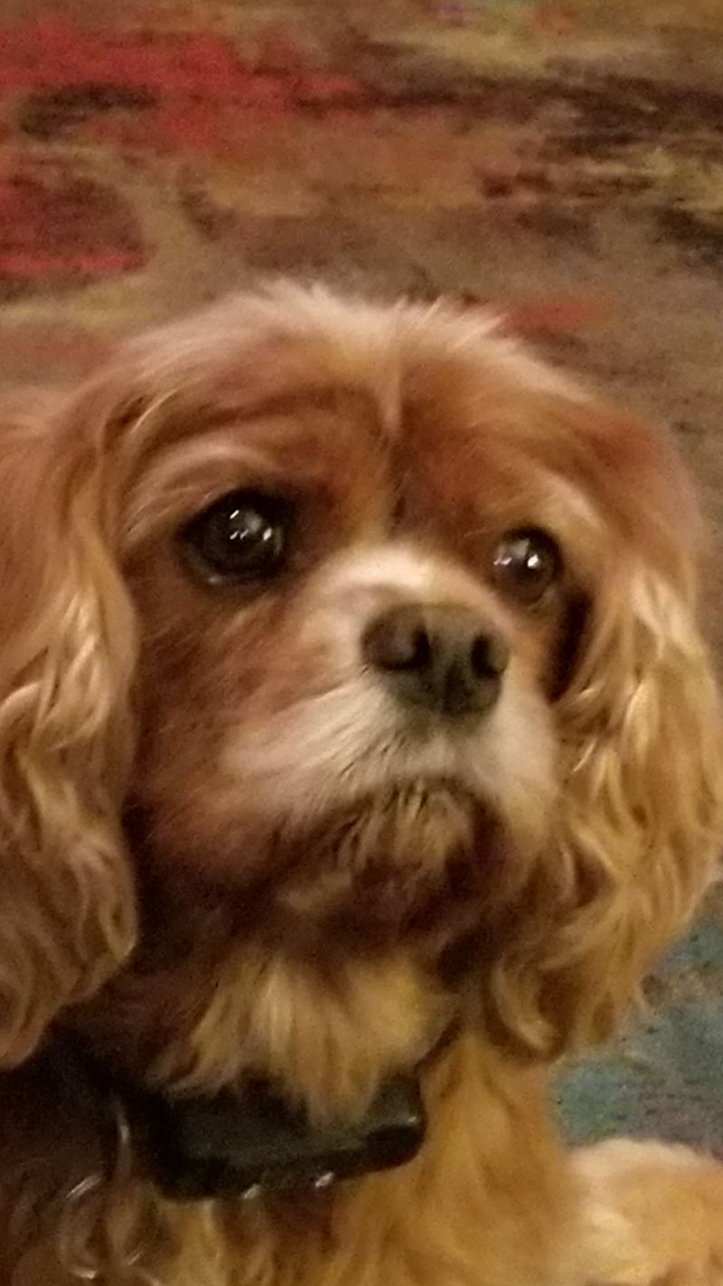 Lola