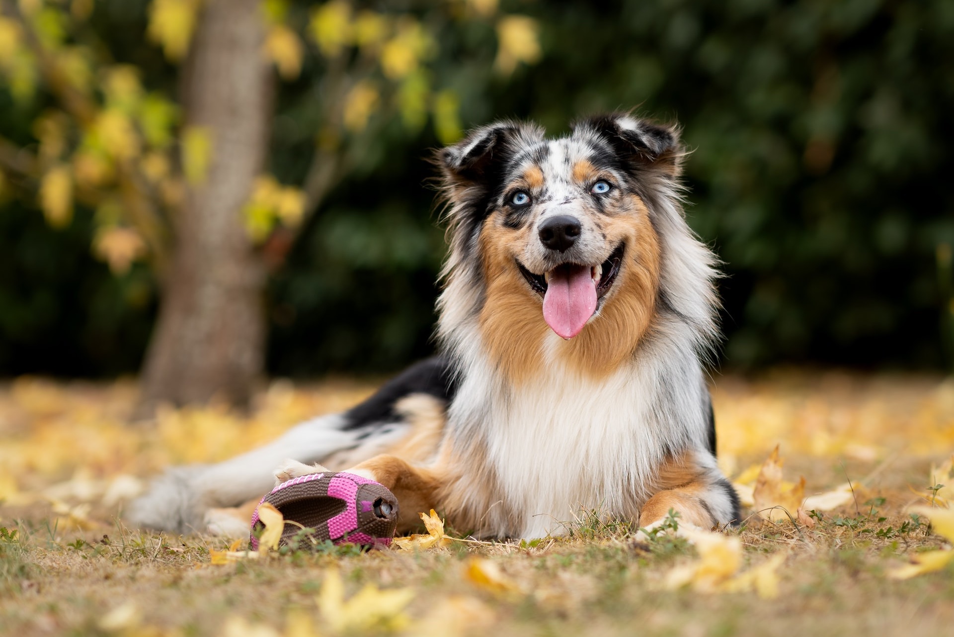 COVID19 Updates April 2022 Lane Animal Hospital