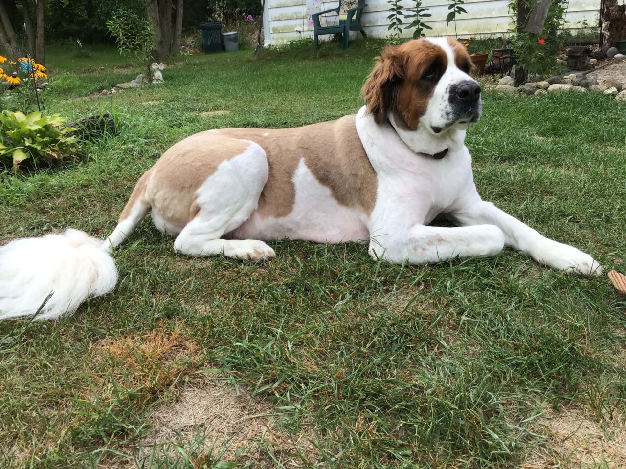 Lane Animal Hospital Gallery Vet Clinic in Chelsea, MI